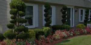 Tree service