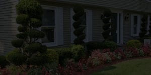 Tree service